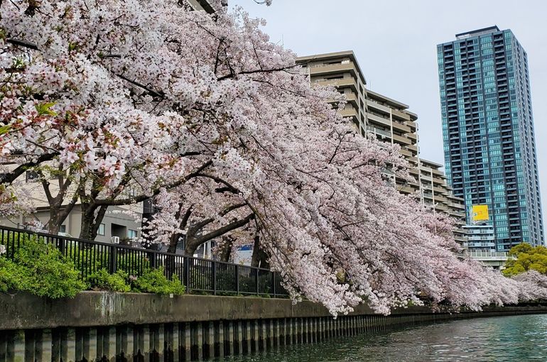 桜の写真